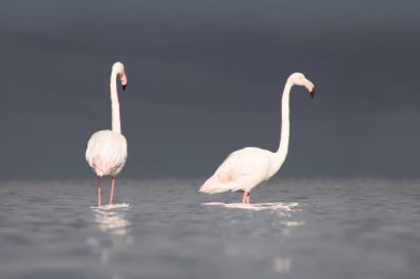 Vahşi Afrika kuşları. Mavi gölün etrafında parlak gökyüzüne karşı yürüyen iki büyük Afrikalı flamingo.