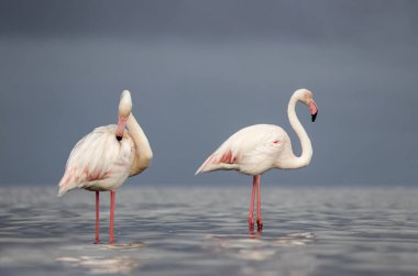 Afrika vahşi kuşları. Sabah mavi gölde iki büyük flamingo.