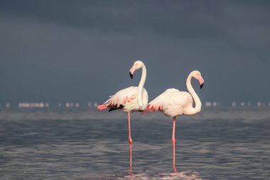 Vahşi Afrika kuşları. Mavi gölün etrafında parlak gökyüzüne karşı yürüyen iki büyük Afrikalı flamingo.