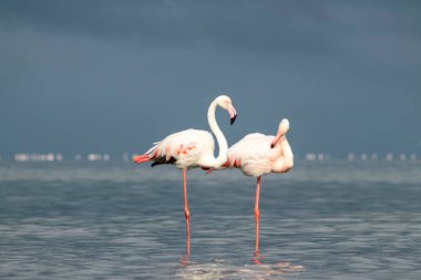 Vahşi Afrika kuşları. Mavi gölün etrafında parlak gökyüzüne karşı yürüyen iki büyük Afrikalı flamingo.
