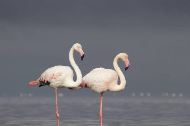 Vahşi Afrika kuşları. Mavi gölün etrafında parlak gökyüzüne karşı yürüyen iki büyük Afrikalı flamingo.