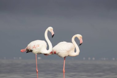 Vahşi Afrika kuşları. Mavi gölün etrafında parlak gökyüzüne karşı yürüyen iki büyük Afrikalı flamingo.