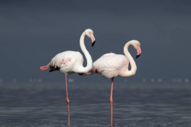 Vahşi Afrika kuşları. Mavi gölün etrafında parlak gökyüzüne karşı yürüyen iki büyük Afrikalı flamingo.