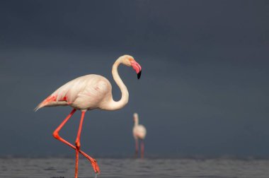 Vahşi Afrika kuşları. Mavi gölün etrafında parlak gökyüzüne karşı yürüyen iki büyük Afrikalı flamingo.