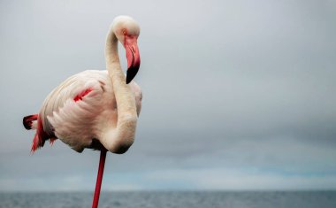 Büyük bir flamingo, canlı bir gökyüzünün altındaki mavi bir gölde zarafetle duruyor. Huzurlu ve büyüleyici vahşi yaşam sahnesi doğa ve seyahat projeleri için mükemmel.
