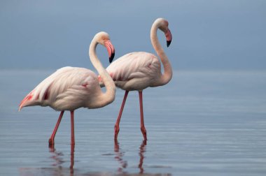 Vahşi Afrika kuşları. Mavi gölün etrafında parlak gökyüzüne karşı yürüyen iki büyük Afrikalı flamingo.