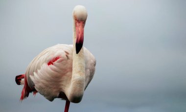Büyük bir flamingo, canlı bir gökyüzünün altındaki mavi bir gölde zarafetle duruyor. Huzurlu ve büyüleyici vahşi yaşam sahnesi doğa ve seyahat projeleri için mükemmel.