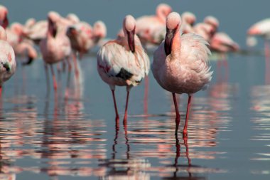 Pembe flamingo sürüsü berrak mavi bir gökyüzünün altında sakin bir gölün yanında duruyor. Güzel bir doğa manzarası, ekoloji, vahşi yaşam ve seyahat ile ilgili projeler için mükemmel.