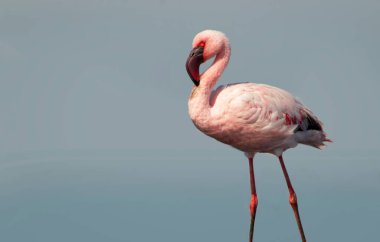 Büyük bir flamingo, canlı bir gökyüzünün altındaki mavi bir gölde zarafetle duruyor. Huzurlu ve büyüleyici vahşi yaşam sahnesi doğa ve seyahat projeleri için mükemmel.