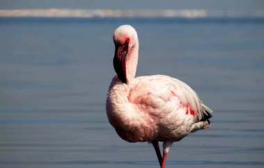 Büyük bir flamingo, canlı bir gökyüzünün altındaki mavi bir gölde zarafetle duruyor. Huzurlu ve büyüleyici vahşi yaşam sahnesi doğa ve seyahat projeleri için mükemmel.