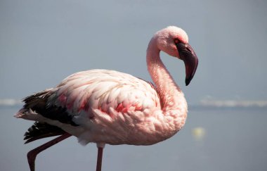 Büyük bir flamingo, canlı bir gökyüzünün altındaki mavi bir gölde zarafetle duruyor. Huzurlu ve büyüleyici vahşi yaşam sahnesi doğa ve seyahat projeleri için mükemmel.