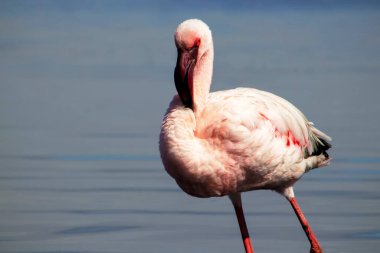 Büyük bir flamingo, canlı bir gökyüzünün altındaki mavi bir gölde zarafetle duruyor. Huzurlu ve büyüleyici vahşi yaşam sahnesi doğa ve seyahat projeleri için mükemmel.