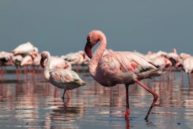 Pembe flamingo sürüsü berrak mavi bir gökyüzünün altında sakin bir gölün yanında duruyor. Güzel bir doğa manzarası, ekoloji, vahşi yaşam ve seyahat ile ilgili projeler için mükemmel.