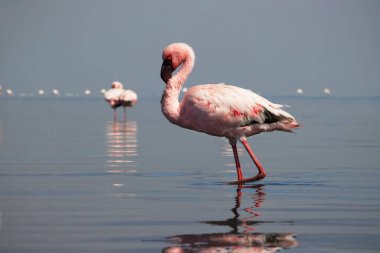 Büyük bir flamingo, canlı bir gökyüzünün altındaki mavi bir gölde zarafetle duruyor. Huzurlu ve büyüleyici vahşi yaşam sahnesi doğa ve seyahat projeleri için mükemmel.