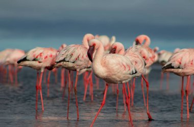 Pembe flamingo sürüsü berrak mavi bir gökyüzünün altında sakin bir gölün yanında duruyor. Güzel bir doğa manzarası, ekoloji, vahşi yaşam ve seyahat ile ilgili projeler için mükemmel.