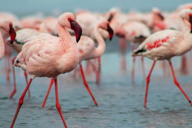 Pembe flamingo sürüsü berrak mavi bir gökyüzünün altında sakin bir gölün yanında duruyor. Güzel bir doğa manzarası, ekoloji, vahşi yaşam ve seyahat ile ilgili projeler için mükemmel.