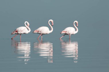 Afrika vahşi kuşları. Gökyüzüne karşı mavi gölde büyük bir flamingo sürüsü
