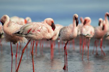 Pembe flamingo sürüsü berrak mavi bir gökyüzünün altında sakin bir gölün yanında duruyor. Güzel bir doğa manzarası, ekoloji, vahşi yaşam ve seyahat ile ilgili projeler için mükemmel.