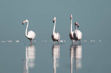 Afrika vahşi kuşları. Gökyüzüne karşı mavi gölde büyük bir flamingo sürüsü