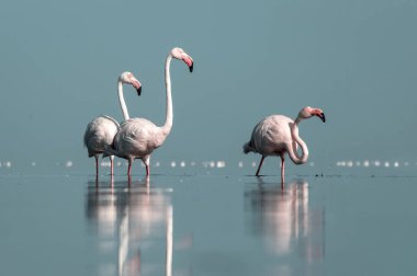 Afrika vahşi kuşları. Gökyüzüne karşı mavi gölde büyük bir flamingo sürüsü