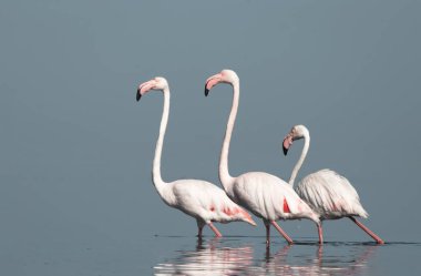 Afrika vahşi kuşları. Gökyüzüne karşı mavi gölde büyük bir flamingo sürüsü