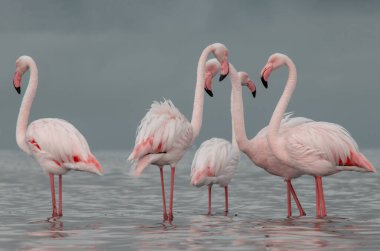 Afrika vahşi kuşları. Gökyüzüne karşı mavi gölde büyük bir flamingo sürüsü