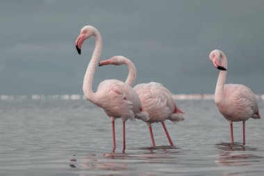 Afrika vahşi kuşları. Gökyüzüne karşı mavi gölde büyük bir flamingo sürüsü