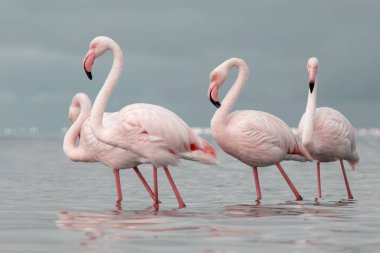 Afrika vahşi kuşları. Gökyüzüne karşı mavi gölde büyük bir flamingo sürüsü