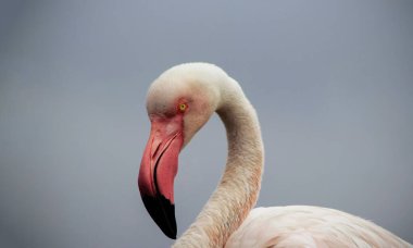 Vahşi Afrika kuşu. Büyük Afrika Flamingosunun yakın çekimi..