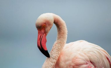 Vahşi Afrika kuşu. Büyük Afrika Flamingosunun yakın çekimi..