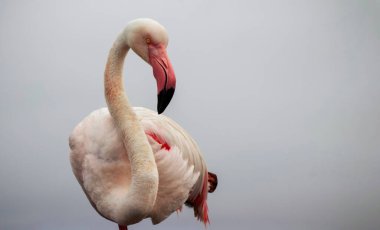 Vahşi Afrika kuşu. Büyük Afrika Flamingosunun yakın çekimi..