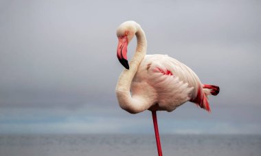 Vahşi Afrika Kuşu. Güneşli bir yaz sabahında mavi bir gölde büyük Afrika flamingosu