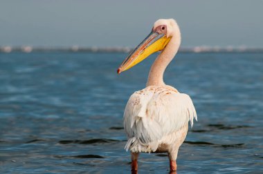 Afrika vahşi kuşları. Güneşli bir günde mavi bir gölde yalnız bir pelikan.