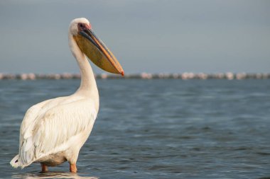 Afrika vahşi kuşları. Güneşli bir günde mavi bir gölde yalnız bir pelikan.