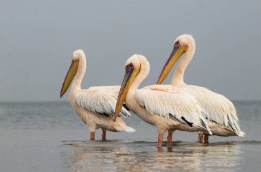 Afrika vahşi kuşları. Mavi göldeki büyük pelikanlar bir yaz sabahında