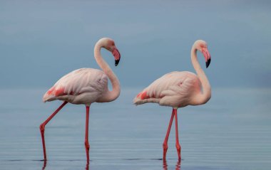Vahşi Afrika kuşları. Mavi gölün etrafında parlak gökyüzüne karşı yürüyen iki büyük Afrikalı flamingo.