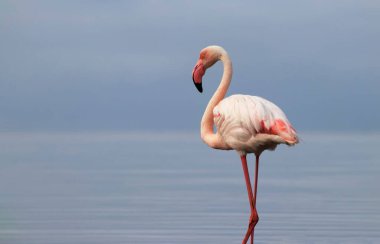 Büyük bir flamingo, canlı bir gökyüzünün altındaki mavi bir gölde zarafetle duruyor. Huzurlu ve büyüleyici vahşi yaşam sahnesi doğa ve seyahat projeleri için mükemmel.