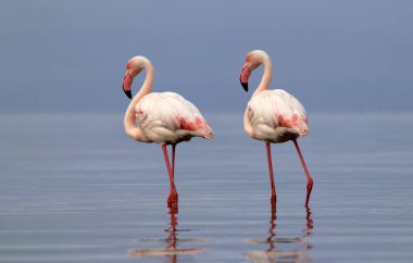 Vahşi Afrika kuşları. Mavi gölün etrafında parlak gökyüzüne karşı yürüyen iki büyük Afrikalı flamingo.