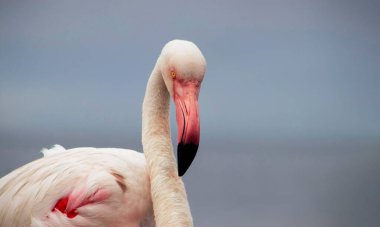 Vahşi Afrika kuşu. Büyük Afrika Flamingosunun yakın çekimi..