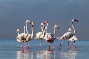 Görkemli bir flamingonun açık mavi gökyüzüne yakın çekimi. 