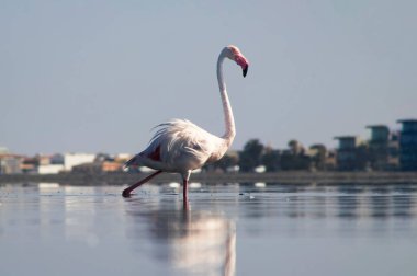 Görkemli bir flamingonun açık mavi gökyüzüne yakın çekimi. 