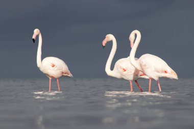 Vahşi Afrika kuşları. Pembe flamingo sürüsü Bir yaz gününde mavi su yansıması