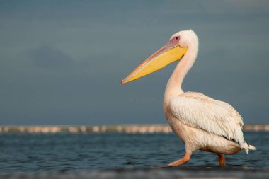 Afrika vahşi kuşları. Güneşli bir günde mavi bir gölde yalnız bir pelikan.