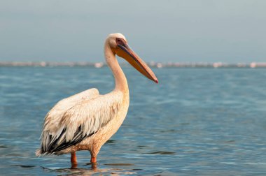 Afrika vahşi kuşları. Güneşli bir günde mavi bir gölde yalnız bir pelikan.