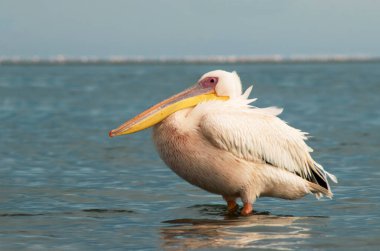 Afrika vahşi kuşları. Güneşli bir günde mavi bir gölde yalnız bir pelikan.