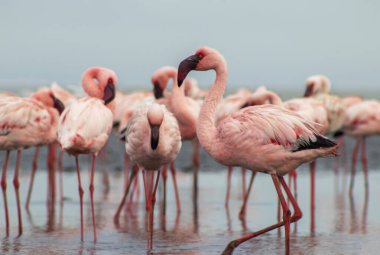 Vahşi Afrika kuşları. Pembe Afrikalı flamingolar güneşli bir günde mavi gölde dolaşıyorlar.