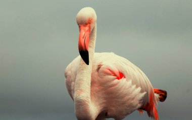 Büyük bir flamingo, canlı bir gökyüzünün altındaki mavi bir gölde zarafetle duruyor. Huzurlu ve büyüleyici vahşi yaşam sahnesi doğa ve seyahat projeleri için mükemmel.