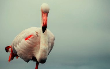 Büyük bir flamingo, canlı bir gökyüzünün altındaki mavi bir gölde zarafetle duruyor. Huzurlu ve büyüleyici vahşi yaşam sahnesi doğa ve seyahat projeleri için mükemmel.