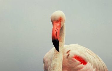 Büyük bir flamingo, canlı bir gökyüzünün altındaki mavi bir gölde zarafetle duruyor. Huzurlu ve büyüleyici vahşi yaşam sahnesi doğa ve seyahat projeleri için mükemmel.