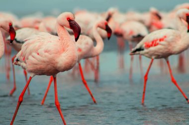Pembe flamingo sürüsü berrak mavi bir gökyüzünün altında sakin bir gölün yanında duruyor. Güzel bir doğa manzarası, ekoloji, vahşi yaşam ve seyahat ile ilgili projeler için mükemmel.